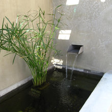 Indoor Pond