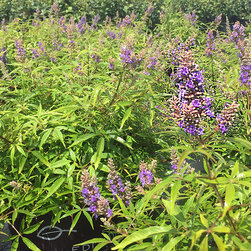 Current Featured Plants - Products