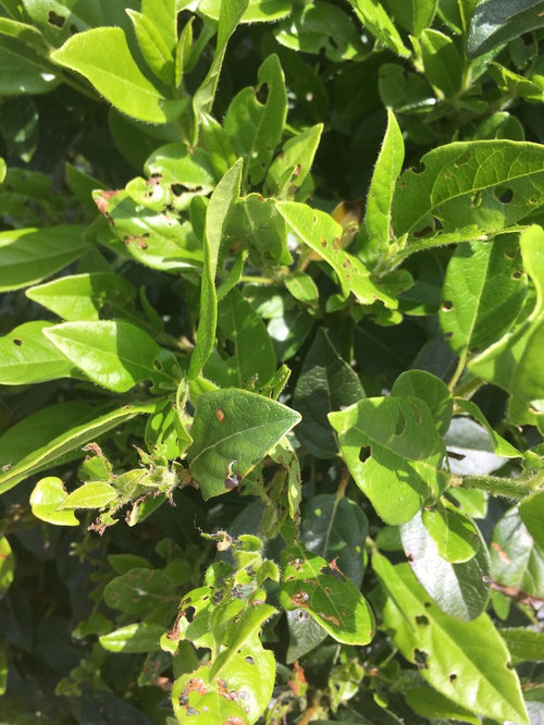 What is eating my viburnum?