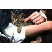 Tomoko Abe's photo