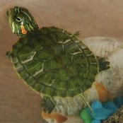 Attila Laczko's photo