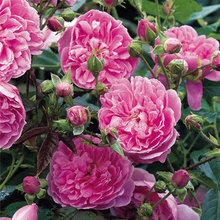 For the Gardens