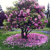 Cecile Shea's photo