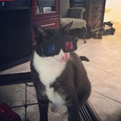 Lisa Schlitz's photo