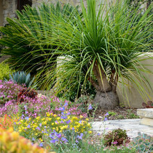 Backyard landscape