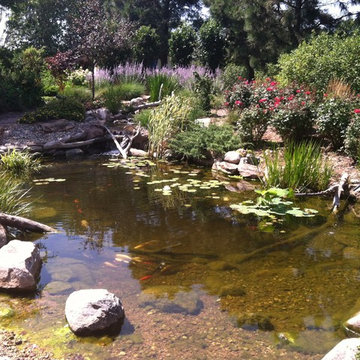 Koi Ponds and Water Gardens