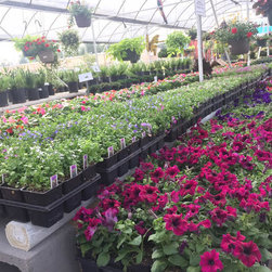Spring Flowers, trees and shrubs. - Products