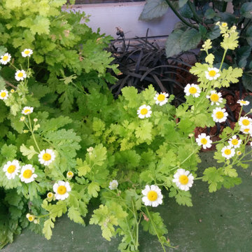 Family Gardens - Room to Play, Learn & Grow