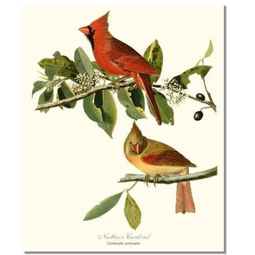Vintage Bird Art : Northern Cardinal Bird, No Mat, 11x14