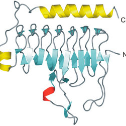 Bovine carbonic anhydrase ii - Products