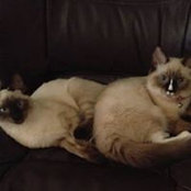 Ceil Aron's photo