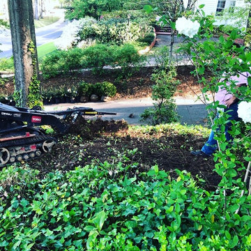 Front Yard Update/Mass Camellia Planting/Sod
