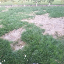 Lawn
