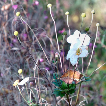 The Inclusive Garden, October 2013