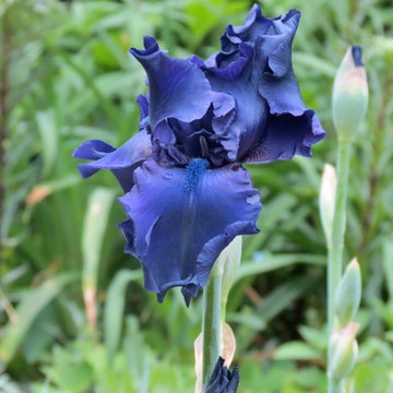 Dark Blue Velvet Iris with Ruffled Fells