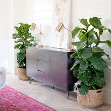 Houseplants