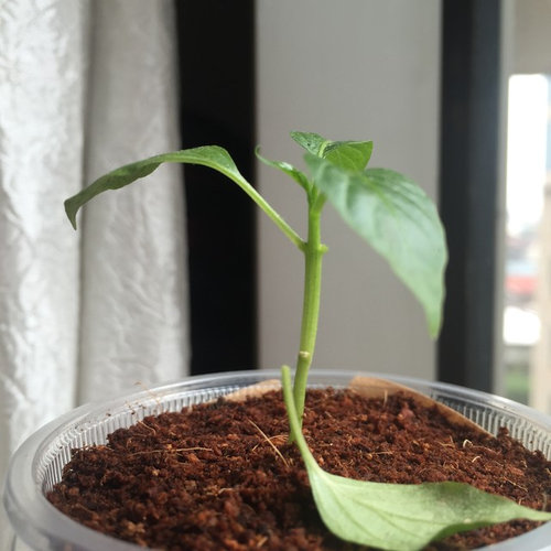 Leaves falling off pepper seedlings