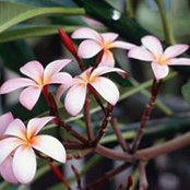 Maria Tinoco's photo