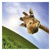 Rhonda Fortney's photo