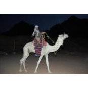 Mohamed Shawky's photo