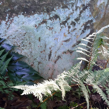 Ghost fern and lichens