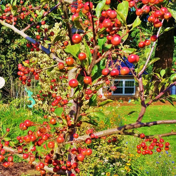 Before & After Master Gardener Landscape Makeover Lawn Reduction & Rain Gardens