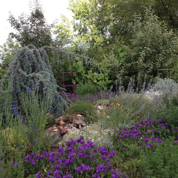 Perennial Plantings for the High Desert - Weeping Blue Atlas Cedar