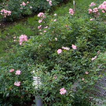 Architetto Silvia Goldoni | Giardino in movimento, Milano