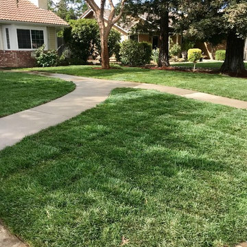 Sod removal and installation