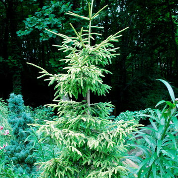 'Skylands' oriental spruce.