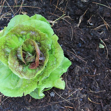 Edible Gardens