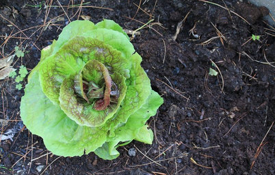 How to Get Fertile Soil for Your Edible Garden