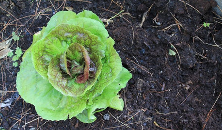 How to Get Good Soil for Your Edible Garden