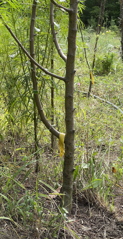 Pruning apple tree saplings
