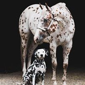 Photo de Staci Larson