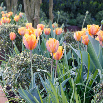 Front garden