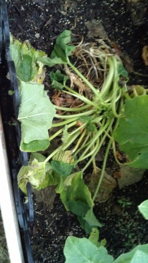 Dying Squash Plants?