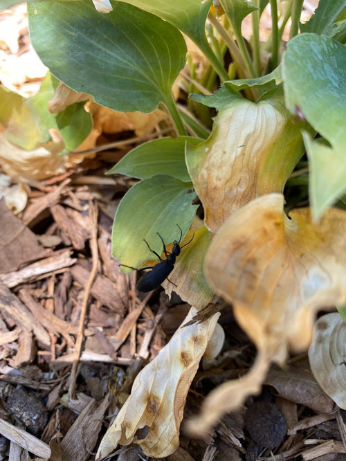 What is this bug on my Hostas?