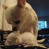 Photo de Blanco Heldman