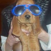April OBrien's Bassethounds's photo