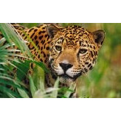 Foto von Jackson Jaguars