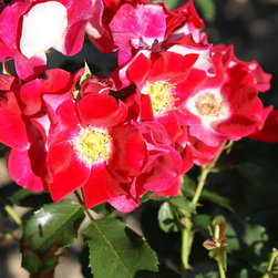 roses - Plants