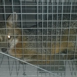 Animal Removal - Products