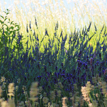 Landscape Designer Cannes | The Scents of Provence