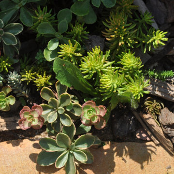 Sedum Carpet with Colors and Textures Survive the Heat