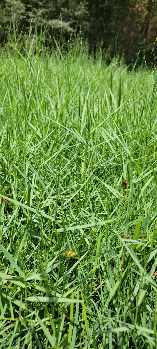 What Is The Name 9f This Weed