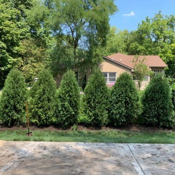Mission Arborvitae