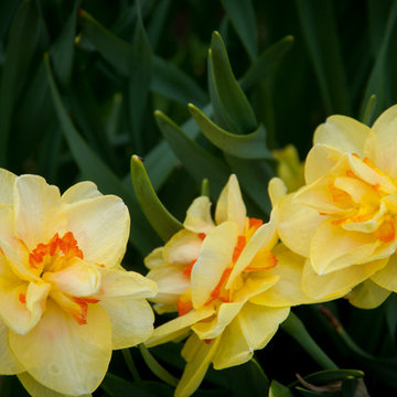 Enliven your garden with early Spring bulbs this year