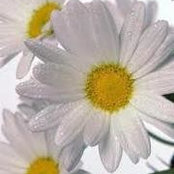 Linda BC's photo
