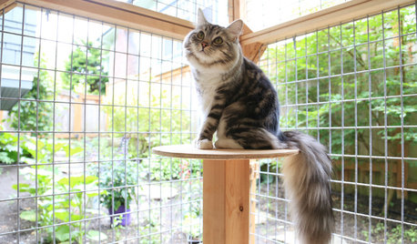 Pet’s Place: Custom Catio Built for a Cute and Curious Kitty